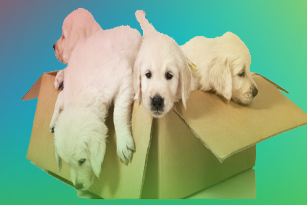 Safe Pet Relocation Services Guide